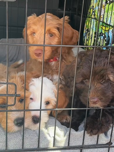 It’s Puppy Time at Steps !!! | Steps Therapy