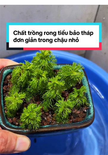 Chất trồng rong tiểu bảo tháp đơn giản trong chậu nhỏ