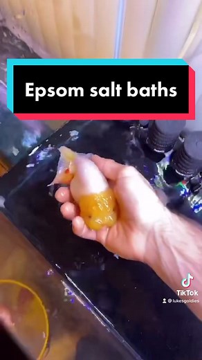 Using Epsom Salt Baths for Fish Health