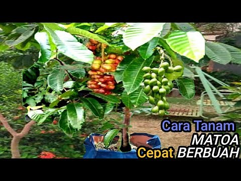 How to Plant Matoa So It Bears Fruit Quickly