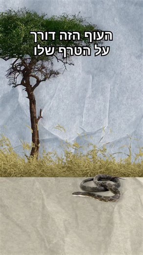 ‎ממלכת החיות 🐘 יהונתן ואריאל‎ on Instagram‎: "ומדריך עליו ומדריך ומדריך ומדריך . . . . . . . . . . derivative work: Snowmanradio (talk)Sagittarius_serpentarius_-Kalahari-8.jpg: Chris Eason, CC BY 2.0. Bernard DUPONT, Mark Kent, CC BY-SA 2.0, via Wikimedia Commons, Flickr. This post is licensed under a Creative Commons Attribution of CC BY-SA 2.0."‎