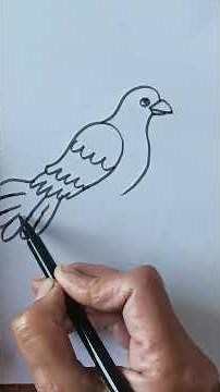 how to draw beautiful and easy pigeon