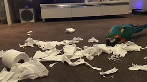 Cheeky cheeky... 💙💛💙 | Keeping up with Coco