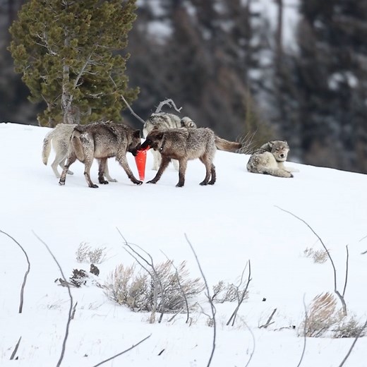 These people got seriously close with wild wolves 😲🐺 | UNILAD