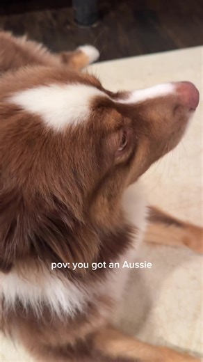 Aussie Shepherds: A Daily Dose of Dog Comedy