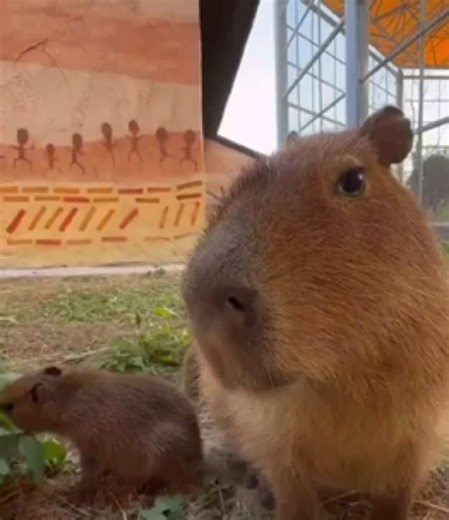 Cute Baby Capybara Moments That Will Make You Smile