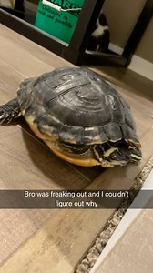 He just saw his own reflection | Cheezburger