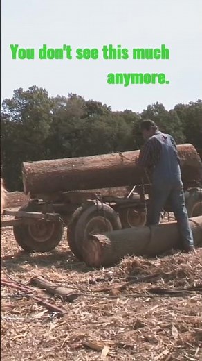 Using mules and horses in the logging industry. #frontiersurvival #shorts