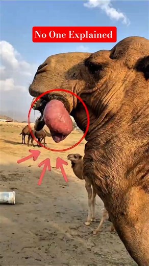 Animal Moments That Make Absolutely Zero Sense #animals #humor