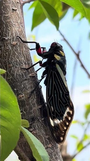 Nature’s buzzing sound// cicada singing