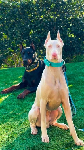The white Doberman is a rare albino variation of the Doberman Pinscher known for its cream coat, pink features, light eyes, and the same loyal, intelligent temperament as the standard breed.#doberman #dobermanpinscher | Haji Carly Doberman