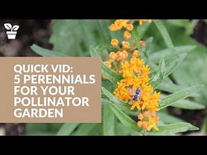 5 Perennials for Your Pollinator Garden | Butterfly Garden