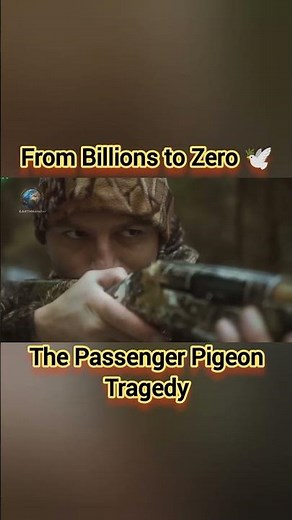 The Extinction of Passenger Pigeons 🕊 | Last Flock in History