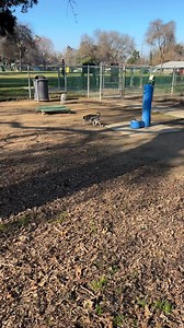With Nana, Kuma and Toki ppc916.com | PREAM Pet Care