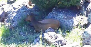 Wildlife officials monitoring pregnant elk