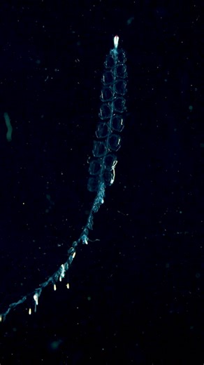 Discover the Fascinating World of Siphonophores at the Monterey Bay Aquarium