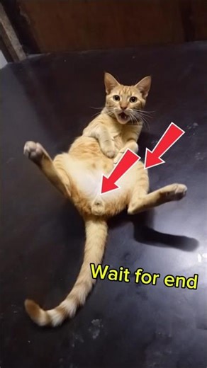 Cat Fart Attack! Nobody Is Safe 😂🐱💨#cat #catlover #funnycatvideo #catmemes #funnypets #petfunny