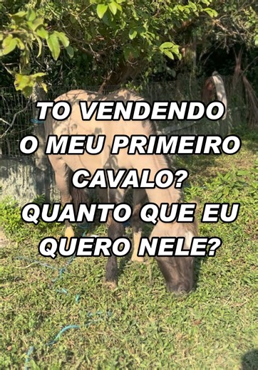 Quanto pedir pelo meu primeiro cavalo Crioulo? Guia de preço 2026