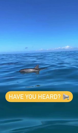 1.5K views · 52 reactions | It wouldn't be a Blue Dolphin Charters tour without dolphins! ✨  We are the ONLY Nāpali charter tour company to guarantee you will see dolphins on your morning adventure, or you will receive another tour on us during your stay!  @mauriolewis(IG) | Blue Dolphin Charters | Facebook