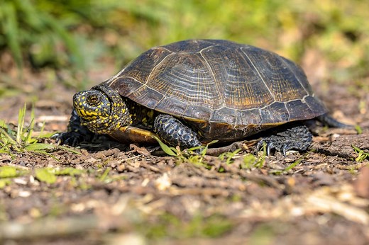 ▷ Tortuga » Características, Alimentación, Hábitat, Reproducción, Depredadores