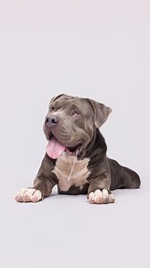 490K views · 132K reactions | Update: Manatee has been ADOPTED! ...