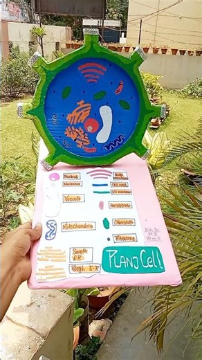 Plant Cell 3d Model I Biology Project Ideas I Ankit Singh Artist I #biology