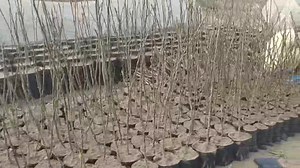 Jerusalem fig available in three sizes | ISLAM Nursery FARM