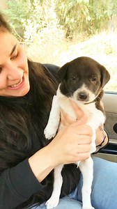 45K views · 3.2K reactions | Mera pyaara guddu isko ticks powder lagaya #puppy #puppies #puppylove #puppylovers #puppylife #dogmother #dogmom #dog #dogs #dogfood #doglife #doglover #doglovers #supportus #blessings #love #reels #viral #instareels #insta #instagram #fb #fbreels #fbreelsvideo #fbreelsfypシ゚viral | Bezubaanjaan1517 | Facebook