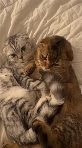 Cuddle time#cat #cutie #brothers #adorable