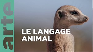 Documentaire | Les trésors de la communication animale | A l’écoute de la nature