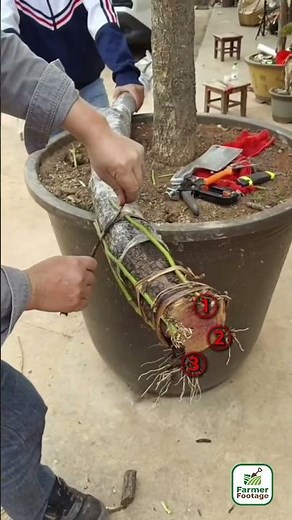 Saving a plant with root rot