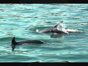 Wild Dolphins of the Setubal Estuary, Portugal