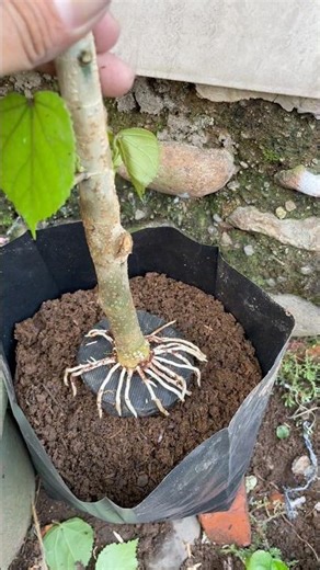 making circular root bonsai