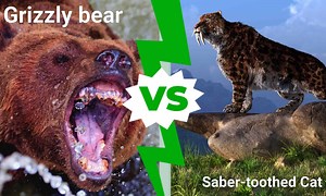 Epic Battles: A Massive Grizzly Bear vs. a Saber-Toothed Cat