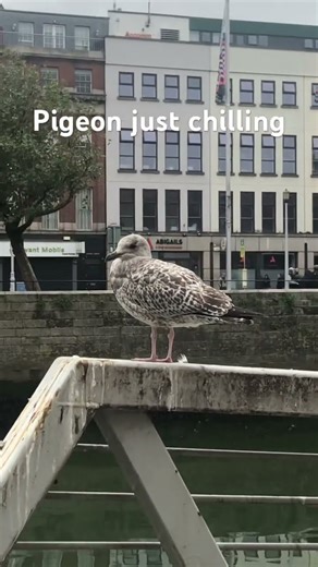 Pigeon just chilling