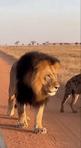 The Lion King is Real Scar & Shenzi Walking Together 💀