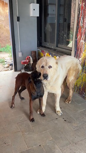 Doris: Anjing Terbesar di Dunia