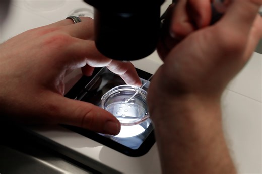 IVF researchers grow human embryos with no biological mother
