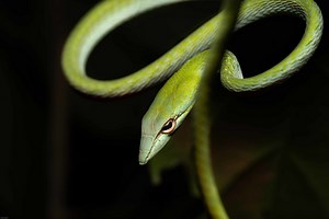 Asian Vine Snake - Ahaetulla prasina — HongKongSnakeID.com