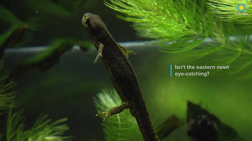 💦🦎Although eastern newts are aquatic as larvae and adults, juveniles (called red efts) live on land! Around 2 to 5 months of age, their lungs, legs and eyelids make them more suited to life on land. As they search for water, they make their homes in leaf litter along the way. 🍂 . . . #NatZooZen #BringTheZooToYou #ClosedButStillCaring | Smithsonian’s National Zoo and Conservation Biology Institute