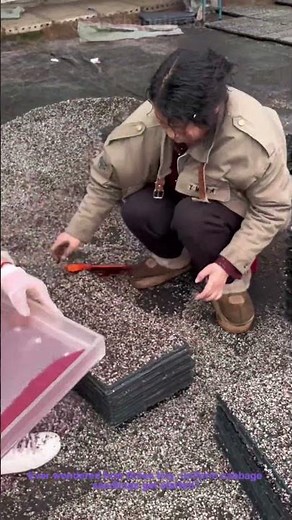 How Cabbage Seedlings Are Planted in Trays