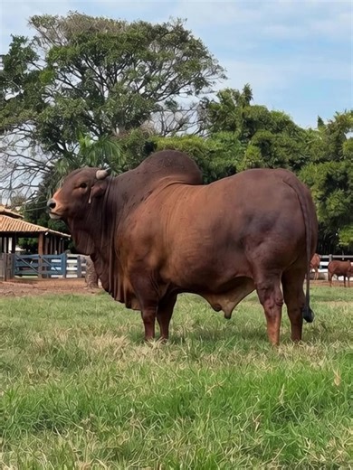 What type of disease is this, please help, my bull is falling down. | Toptrans and Triplet