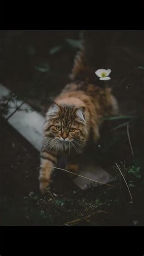 Unlock the Secrets of Your Cat's Sounds: 100 Unique Vocalizations!