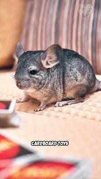 Chinchilla Owners Wish They Knew These Fun Tricks!