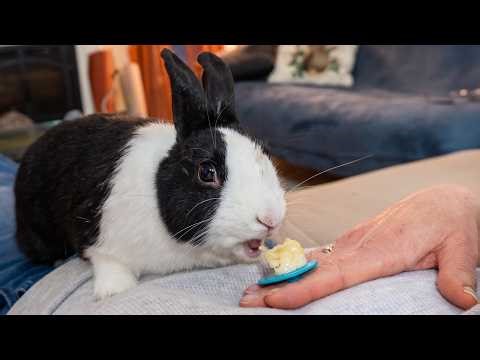 Rabbit eating banana mood ring
