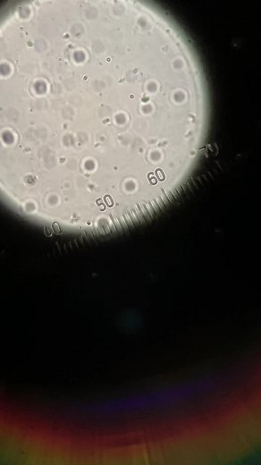 生物の授業で顕微鏡を覗くと - 精液観察と生物の不思議な世界