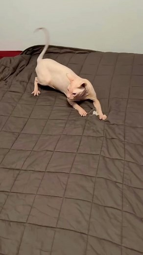 Bingus B. on Instagram: "I. Am. Speed. #bingus Via @fleshandfriends check them out !! #sphinx #sphinxcat #cutecat #cutecats #sillycat #sillycats #bingusmybeloved #sphynx #sphynxcat"