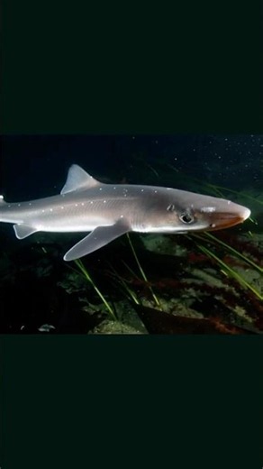 Catfish, Dogs, and Sharks: The Family Tree Surprise