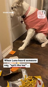 8.7K views · 37 reactions | This dog had guilty written all over her face! #dogs #funnydogs #guiltydogs | Reader's Digest | Facebook