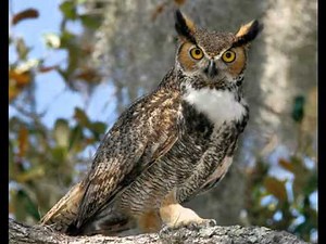 46 Owl, Great Horned Female squawk, male territorial hoot